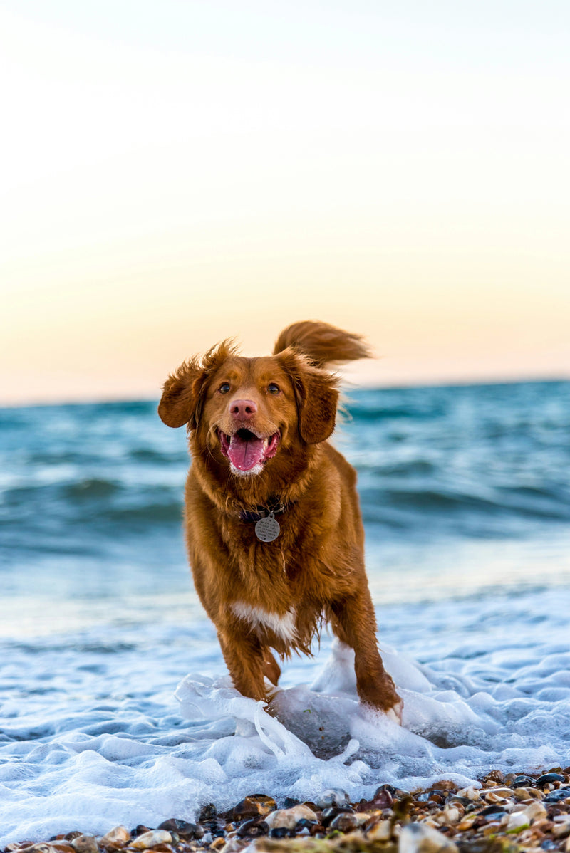 Golden retriever enjoying a day at the beach